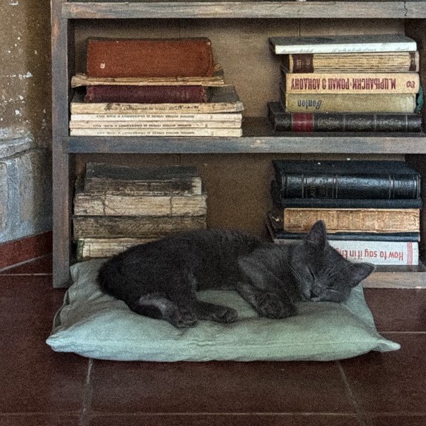 gioia-the-cat-at-fairy-oak-square