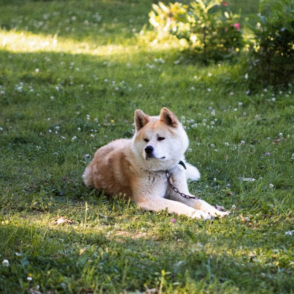 haru-the-dog-at-fairy-oak-square