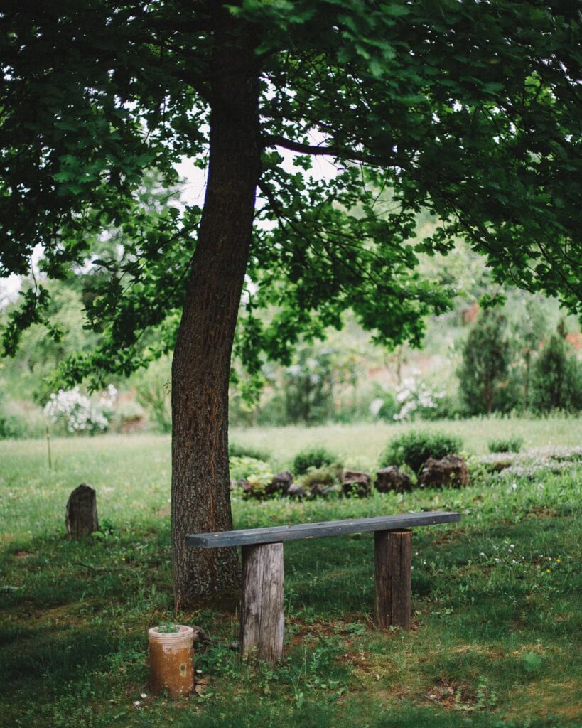 A simple rustic wooden bench sits on green grass under the leafy canopy of a large tree in the Fairy Oak garden. In the background, lush landscaping with bushes and wildflowers creates a tranquil, nature-filled outdoor setting perfect for relaxation.